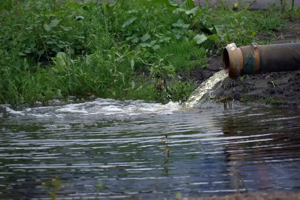 Studiedag Bronbemaling bij bomen 2025