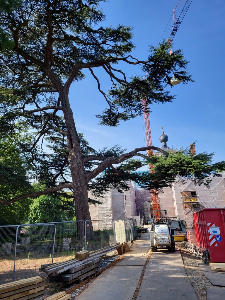 Charter boombescherming