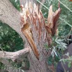 Breukgevoeligheid van bomen – Frank Rinn
